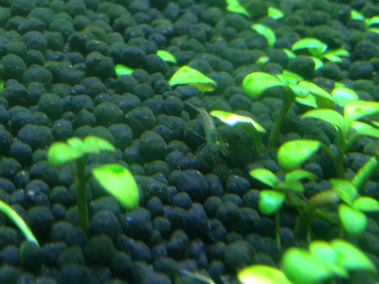 グロッソスティグマの観察４ 水槽にやったことを忘れないように書いておくブログ