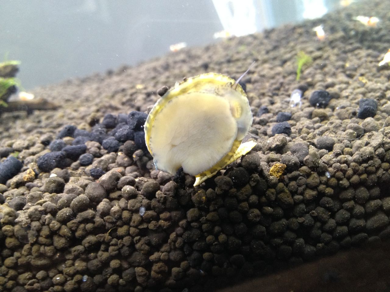 フネアマ貝を招き入れる 水槽にやったことを忘れないように書いておくブログ