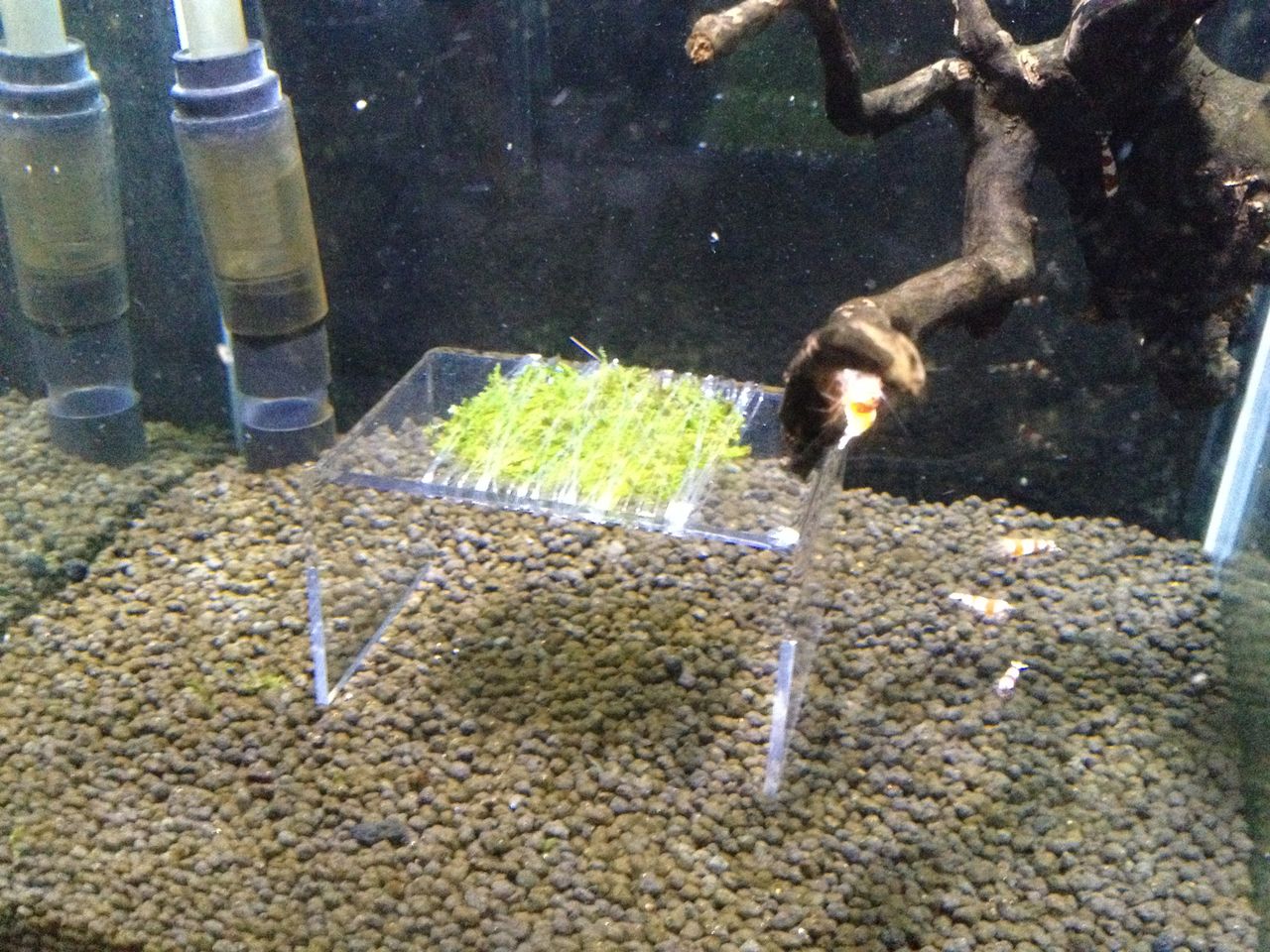 南米ウイローモスをダイソーアクリルスタンドに巻いてみる 水槽にやったことを忘れないように書いておくブログ