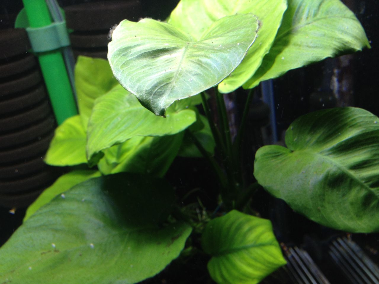 エビ水槽にせまる危機 性懲りもなくレッドビーシュリンプの飼育１０ 水槽にやったことを忘れないように書いておくブログ