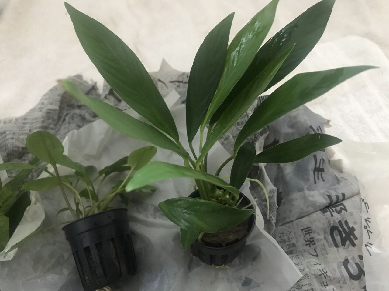 新緑水草３種セットを買ってみる 水槽にやったことを忘れないように書いておくブログ