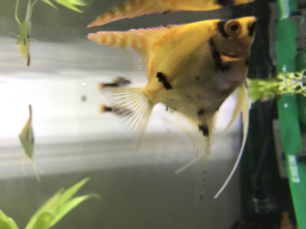 熱帯魚の中の熱帯魚 エンゼルフィッシュ を迎え入れる 水槽にやったことを忘れないように書いておくブログ