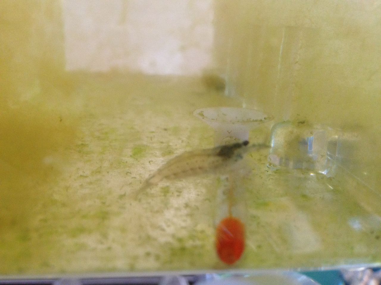 茶ゴケとヤマトヌマエビ 水槽にやったことを忘れないように書いておくブログ