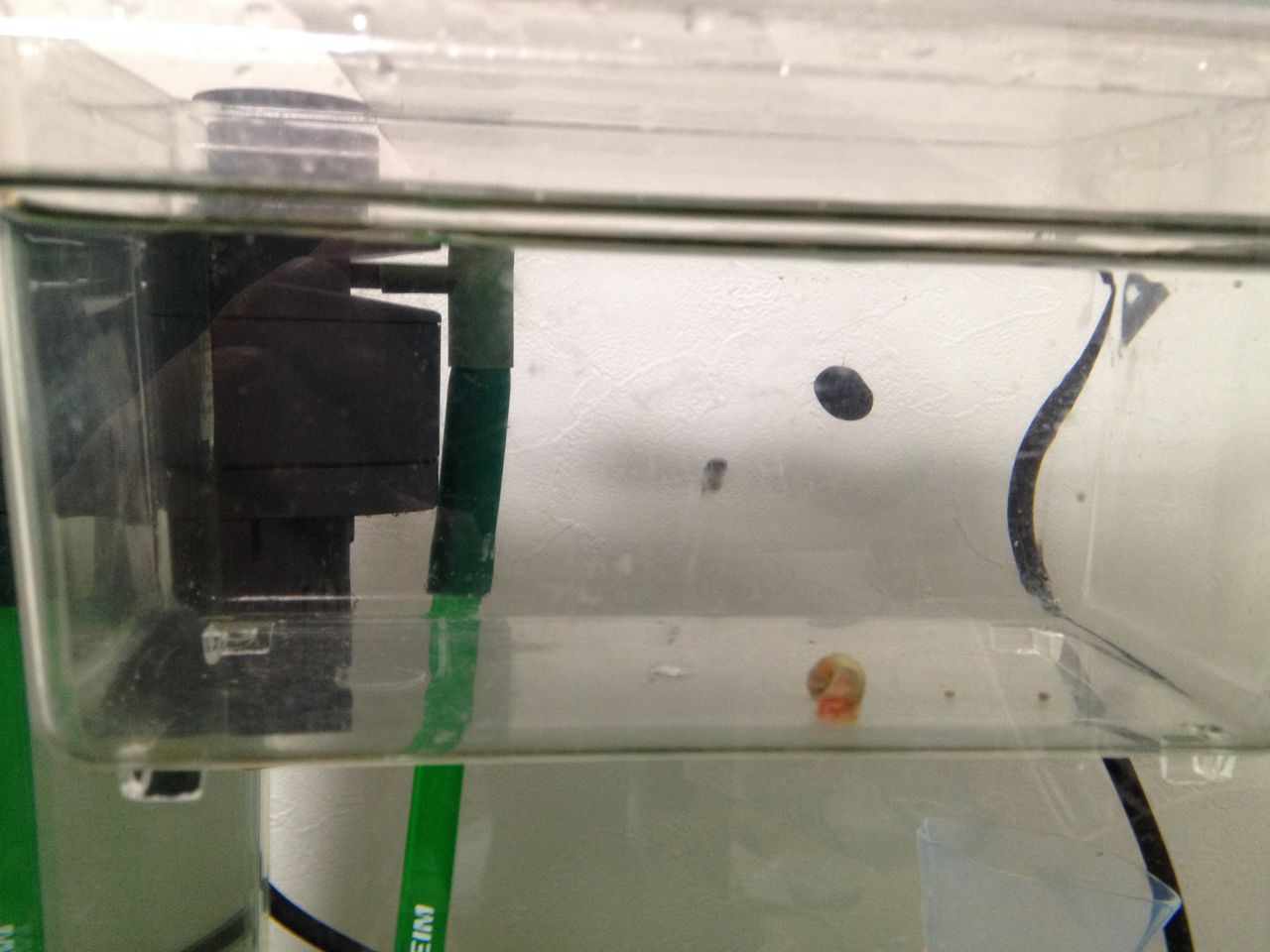 レッドラムズホーンを繁殖しないように水槽に移してみる１ 水槽にやったことを忘れないように書いておくブログ