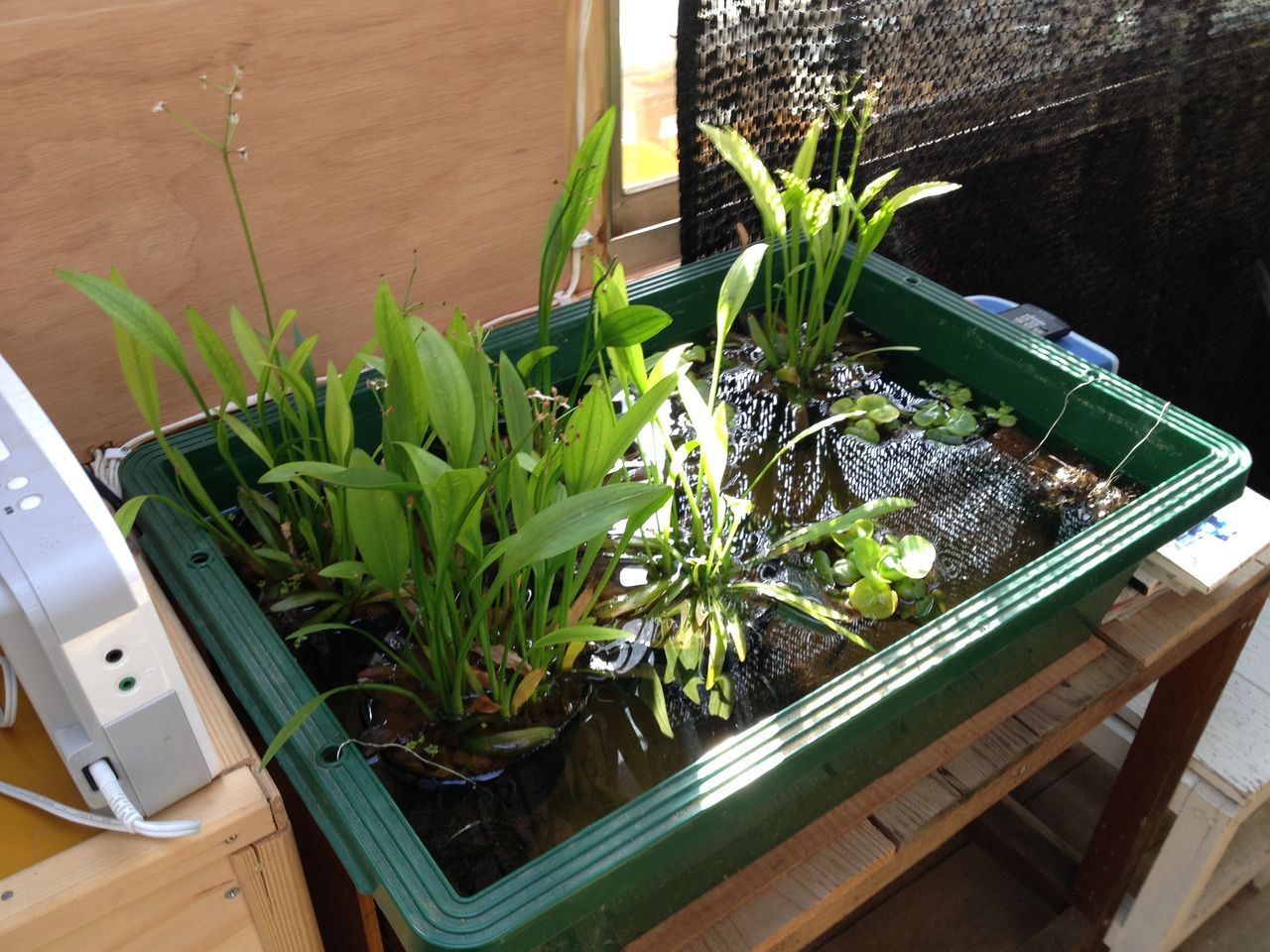 めだか小屋に行ってきた 後編 水槽にやったことを忘れないように書いておくブログ めだか小屋に行ってきた 後編 水槽にやったことを忘れないように書いておくブログ