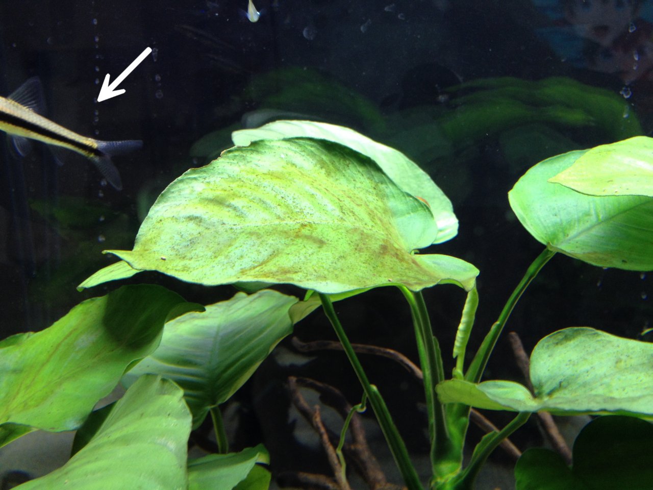 アヌビアス バルテリー水槽の立ち上げ３ カージナル テトラとコリドラス ステルバイを迎え入れる 水槽にやったことを忘れないように書いておくブログ