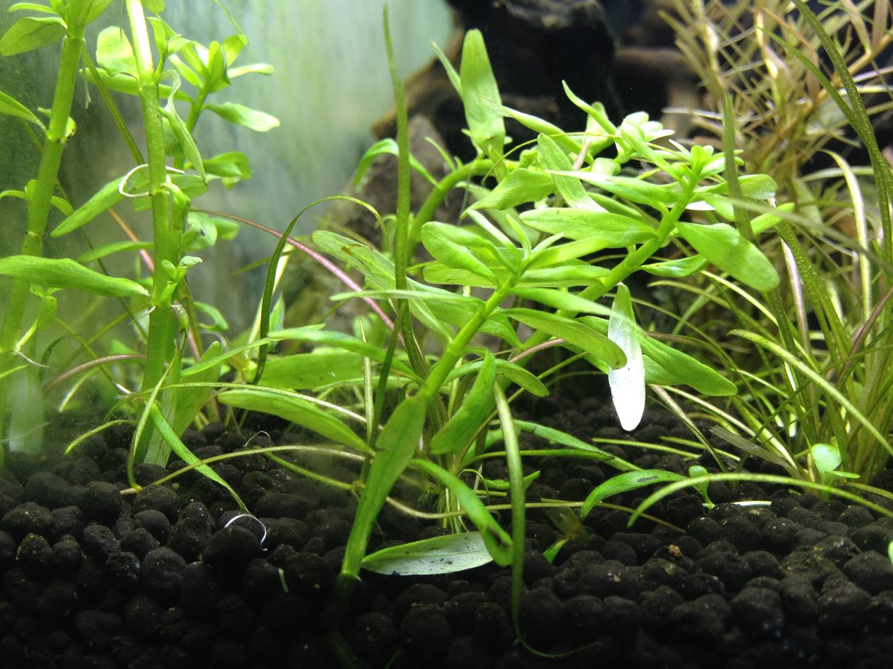 グリーンロタラとロタラｓｐ ワイナードの観察１ 水槽にやったことを忘れないように書いておくブログ