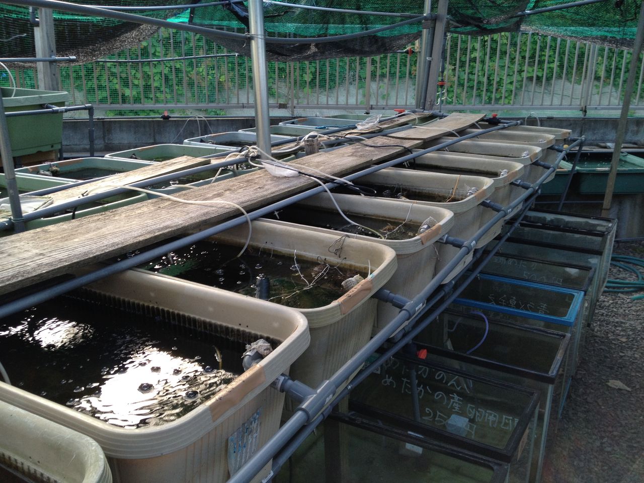 メダカの季節遅れて2018 めだか小屋訪問 水槽にやったことを忘れないように書いておくブログ メダカの季節遅れて2018 めだか小屋訪問 水槽にやったことを忘れないように書いておくブログ