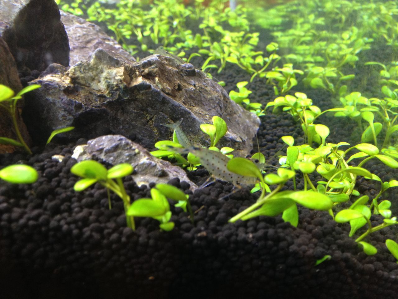 グロッソスティグマの観察１ 水槽にやったことを忘れないように書いておくブログ