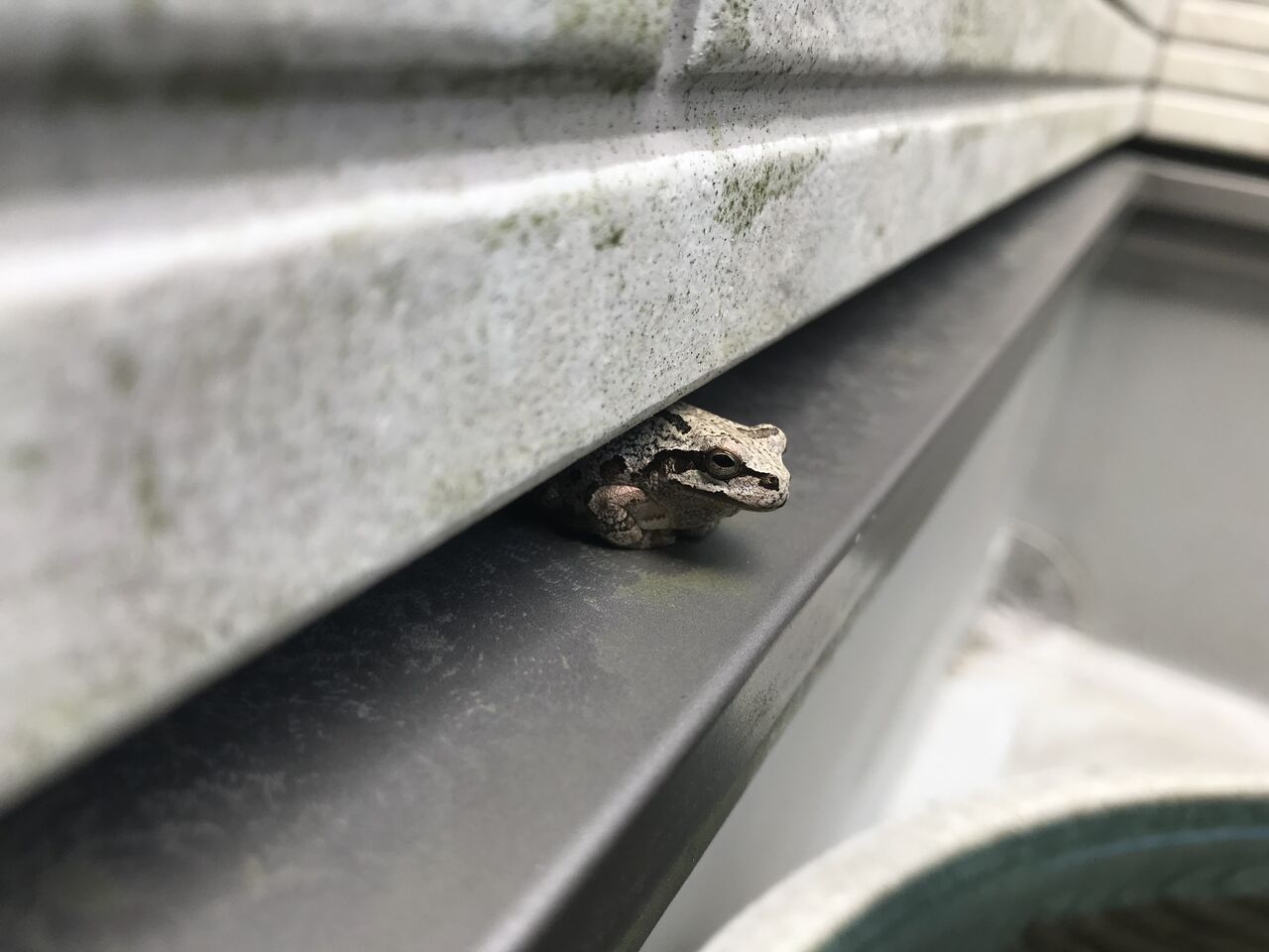 アマガエル襲来 再び 水槽にやったことを忘れないように書いておくブログ