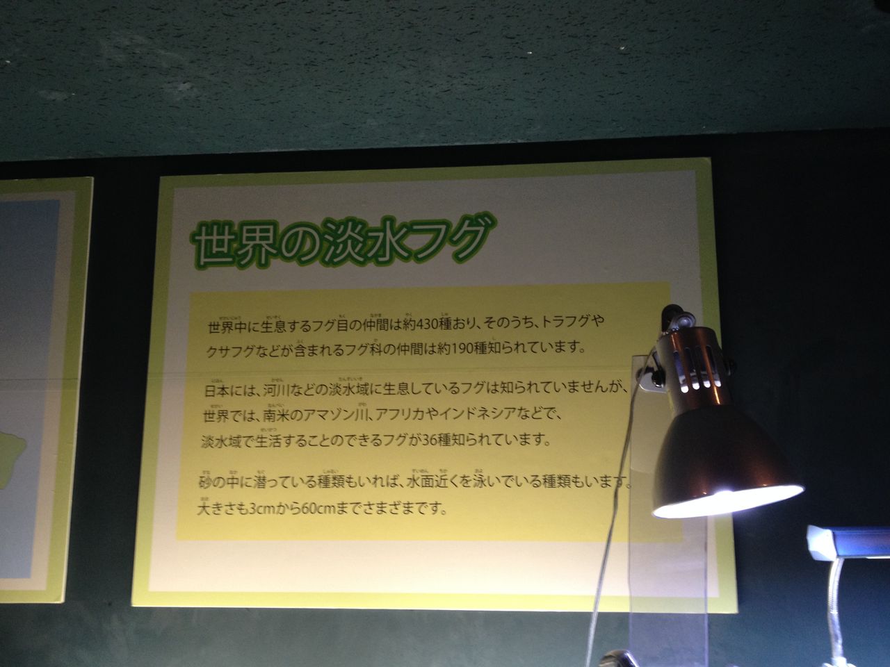 下関市立しものせき水族館 海響館 をめぐる１ 世界の淡水フグ 水槽にやったことを忘れないように書いておくブログ