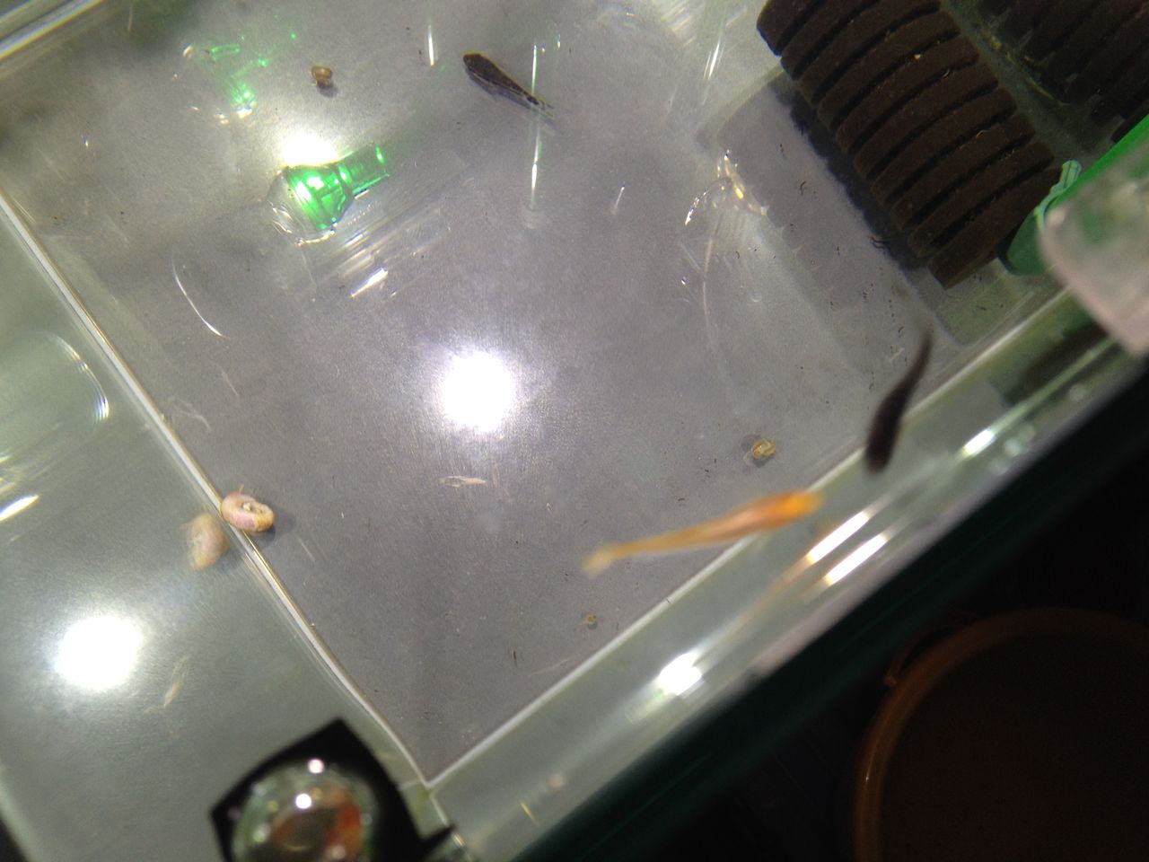 メダカのいじめ問題に取り組んでみる 水槽にやったことを忘れないように書いておくブログ