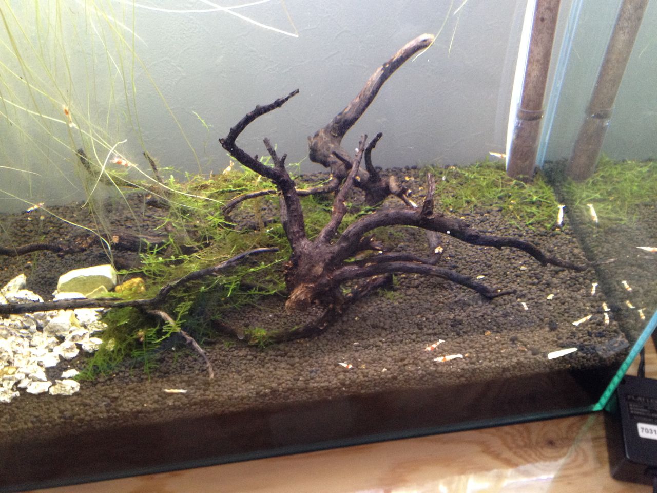 連日の猛暑に苦しむ 水槽にやったことを忘れないように書いておくブログ