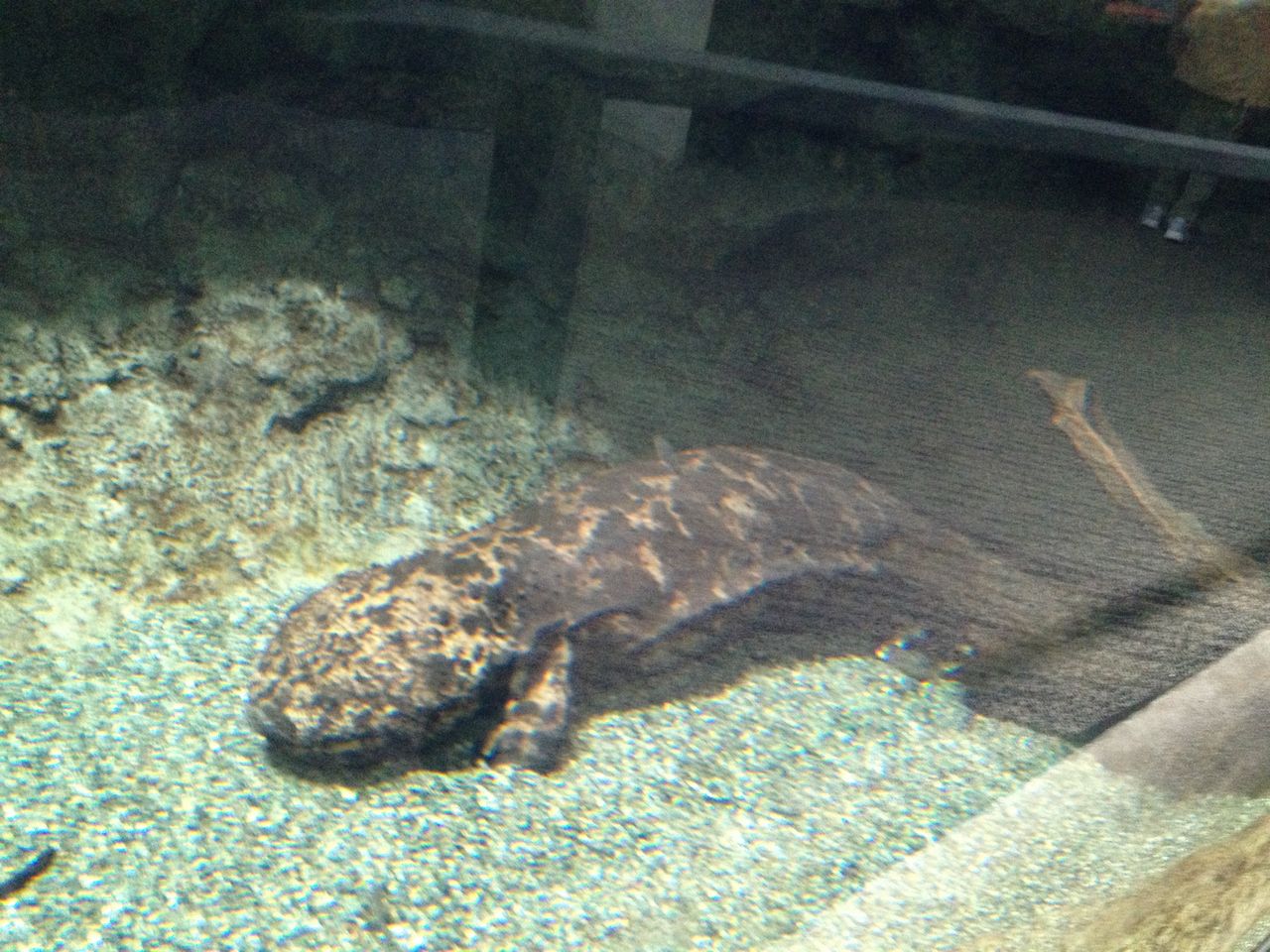 大分マリーンパレス水族館 うみたまご に行ってきた 水槽にやったことを忘れないように書いておくブログ