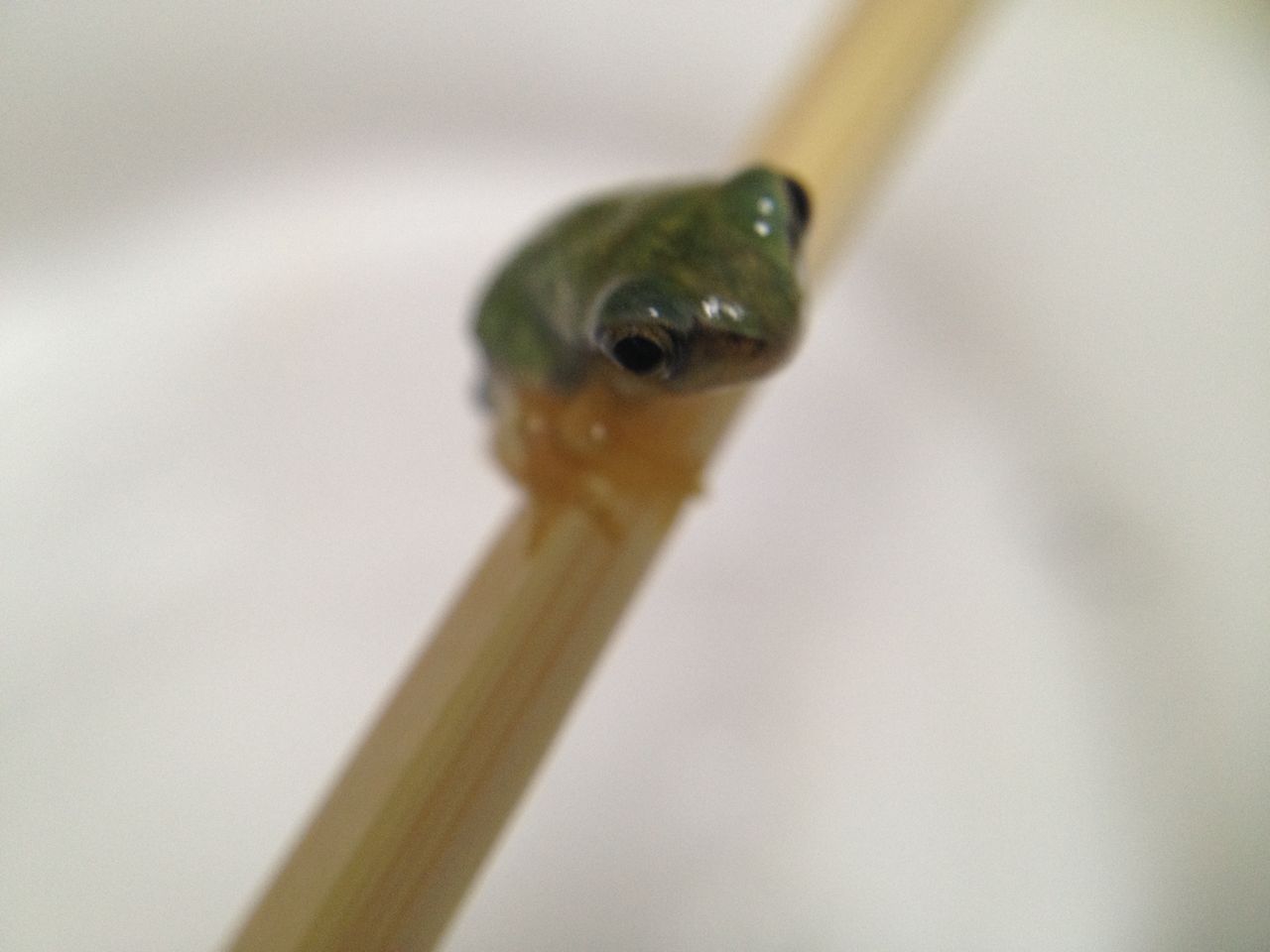 ニホンアマガエルの飼育1 エサ問題 前編 水槽にやったことを忘れないように書いておくブログ ニホンアマガエルの飼育1 エサ問題 前編 水槽にやったことを忘れないように書いておくブログ
