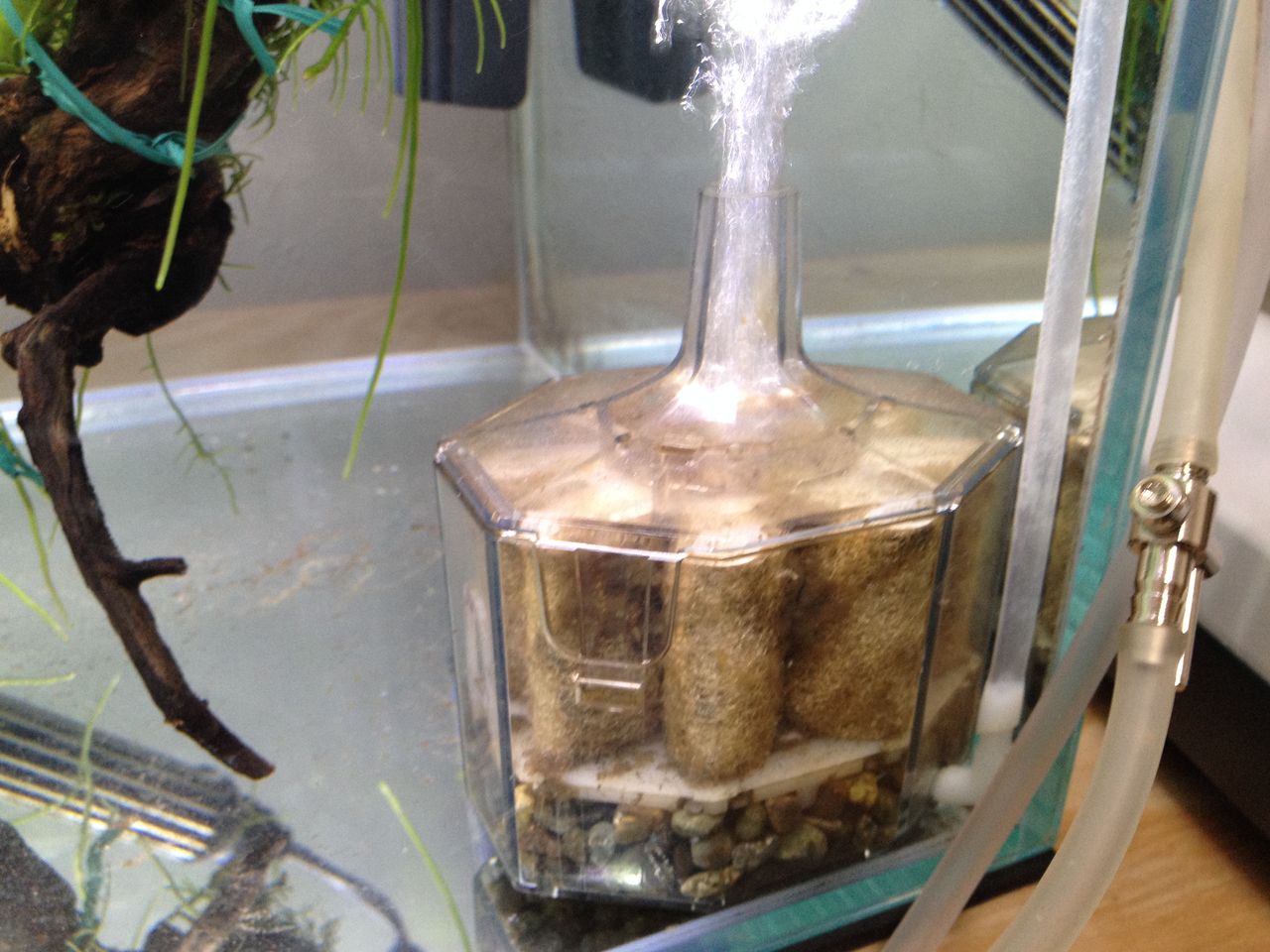 コリドラスの30キューブh水槽立ち上げ 水槽にやったことを忘れないように書いておくブログ コリドラスの30キューブh水槽立ち上げ 水槽にやったことを忘れないように書いておくブログ