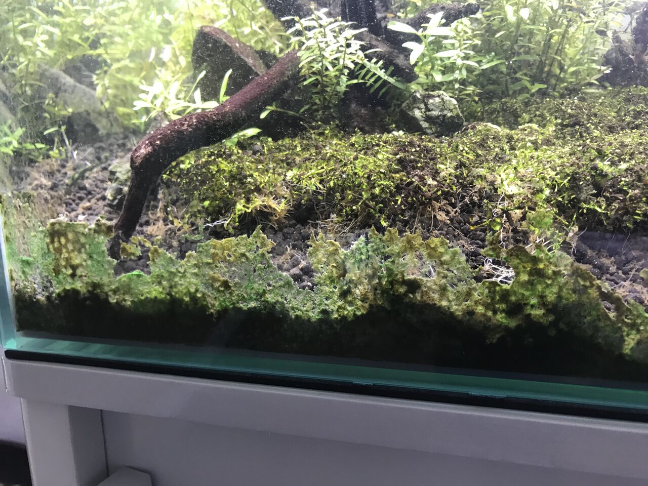 藍藻を物理的に除去する 水槽にやったことを忘れないように書いておくブログ 藍藻を物理的に除去する 水槽にやったことを忘れないように書いておくブログ