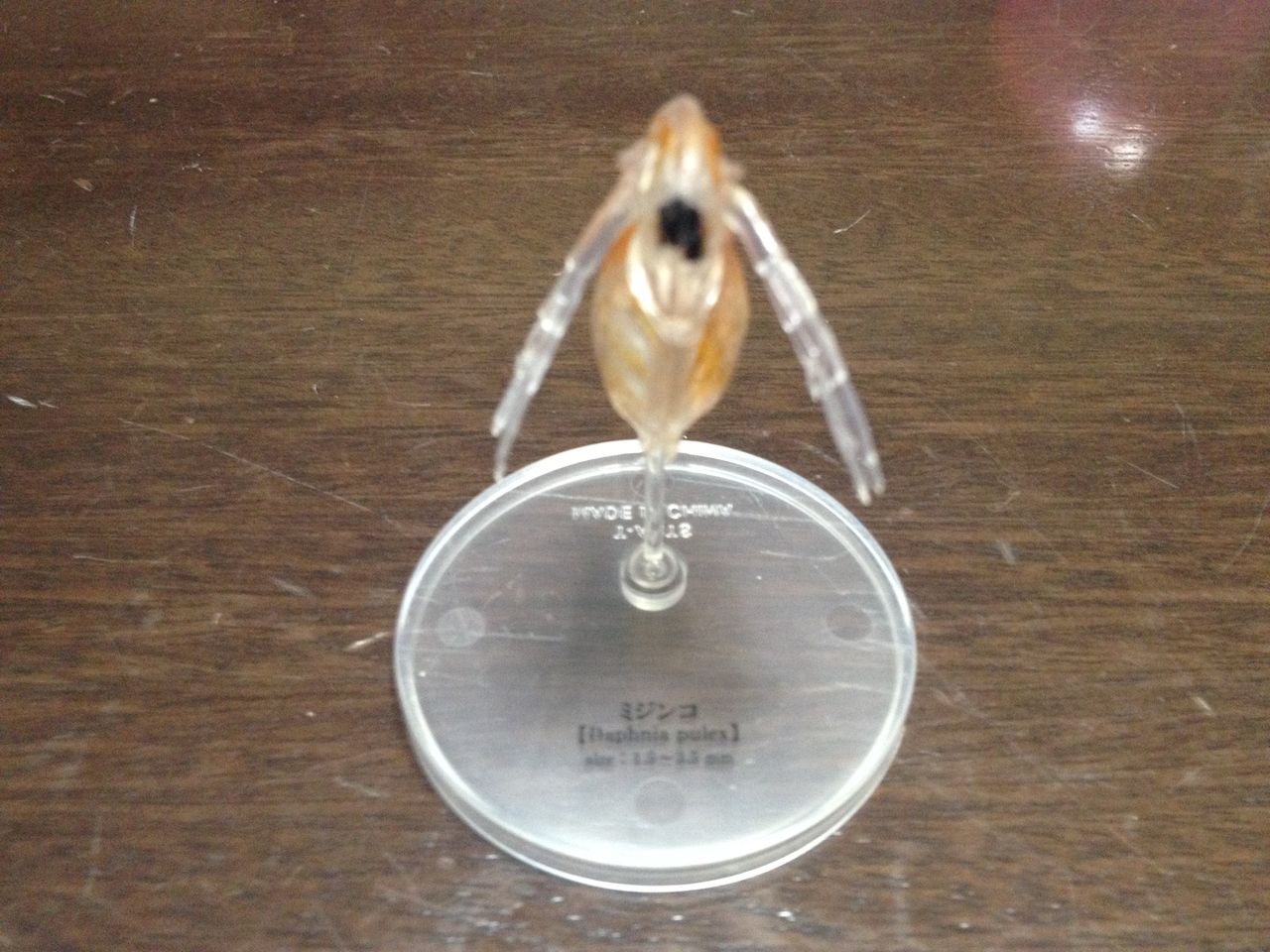 極小の共存者 微生物 を手に入れた 後編 水槽にやったことを忘れないように書いておくブログ 極小の共存者 微生物 を手に入れた 後編 水槽にやったことを忘れないように書いておくブログ