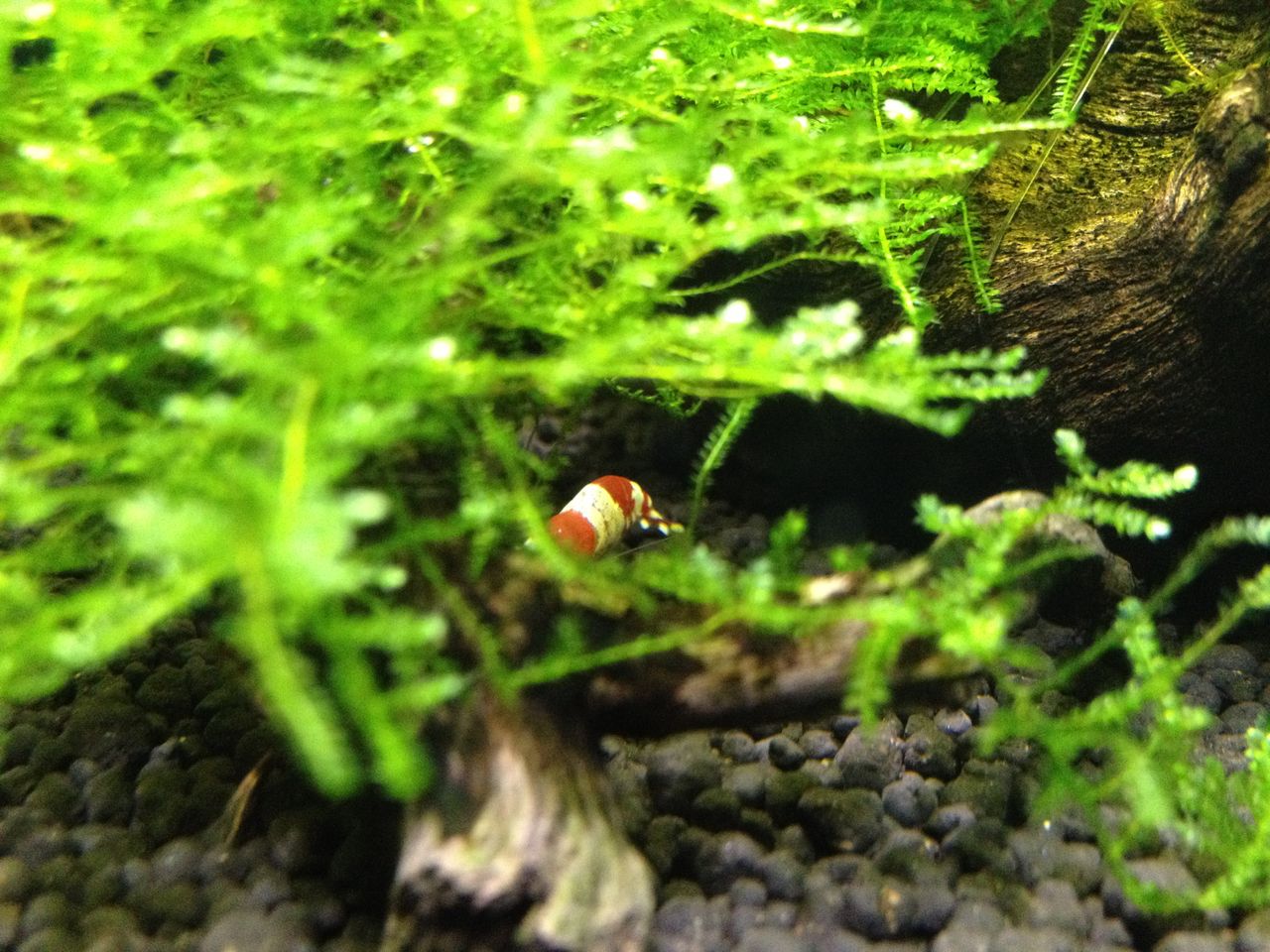 性懲りもなくレッドビーシュリンプの飼育４ 抱卵の舞 水槽にやったことを忘れないように書いておくブログ