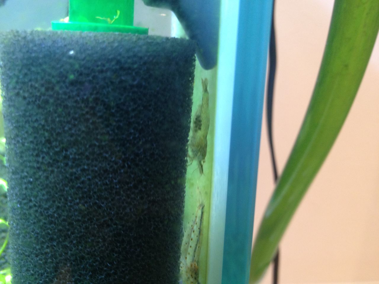 ミナミヌマエビがさりげなく抱卵してたりするのでストレーナーカバーを取り付ける 水槽にやったことを忘れないように書いておくブログ ミナミヌマエビがさりげなく抱卵してたりするのでストレーナーカバーを取り付ける 水槽にやったことを忘れないように書いておくブログ