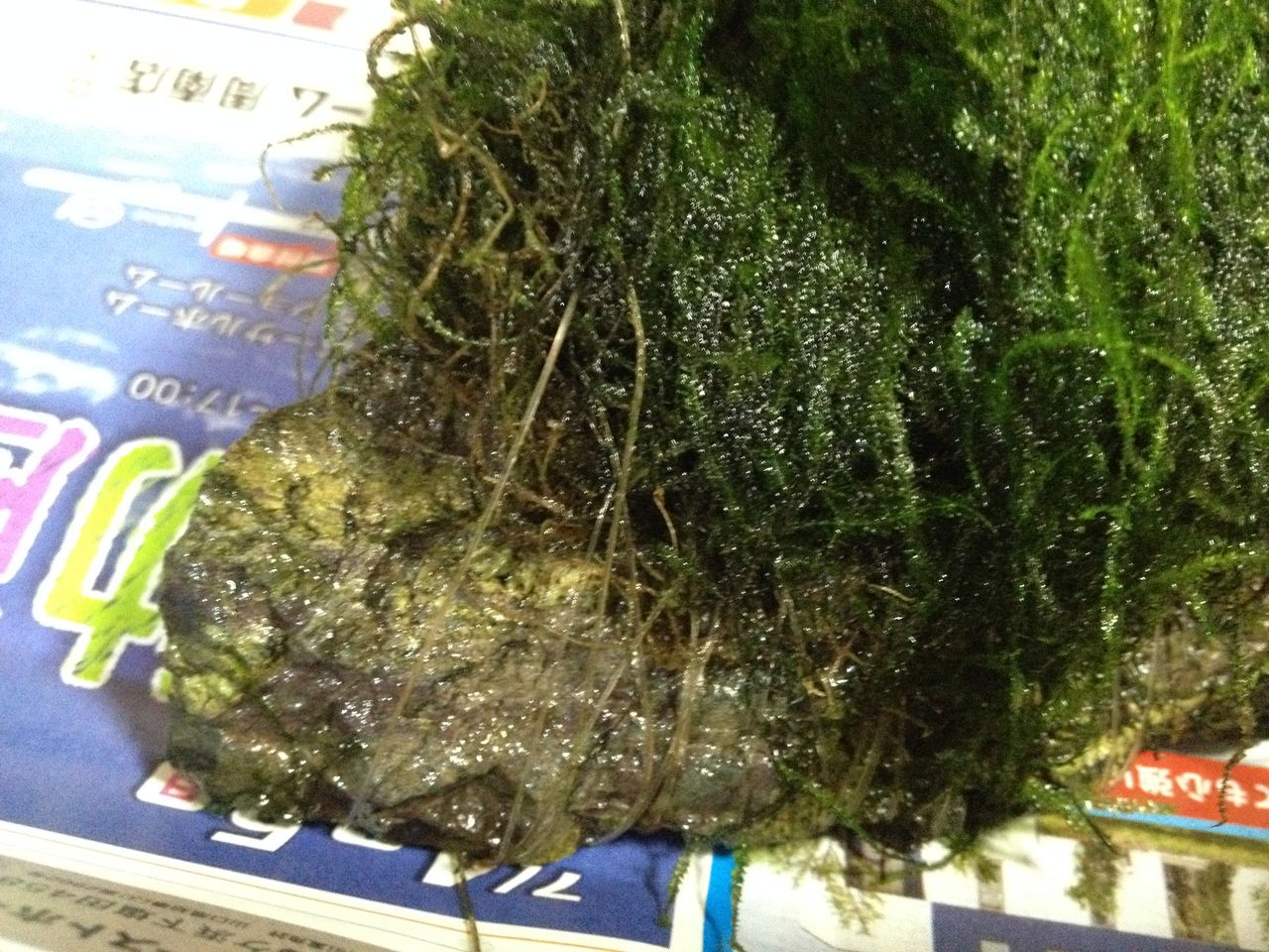 ウイローモスの活着8 結末 水槽にやったことを忘れないように書いておくブログ ウイローモスの活着8 結末 水槽にやったことを忘れないように書いておくブログ