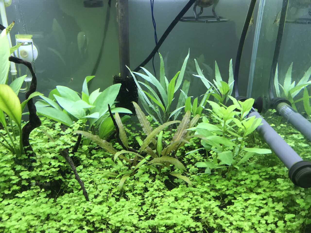 水草ハイグロミックス４種を植えてみる オークロ水槽の観察５ 水槽にやったことを忘れないように書いておくブログ