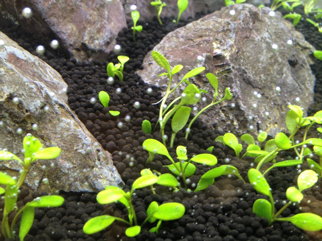 入手困難 ホワイトグロッソスティグマ ATF : （水草）初心者向け説明書付 グロッソスティグマ（水中