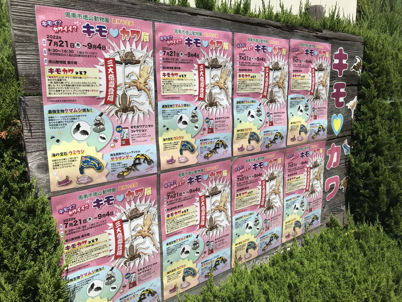 周南市徳山動物園 キモイ カワイイ キモ カワ展 に行ってきた 水槽にやったことを忘れないように書いておくブログ