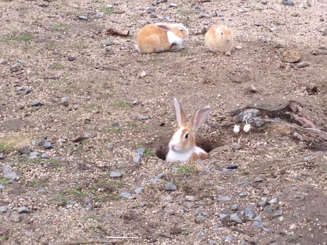 ウサギの島のアナウサギの観察 水槽にやったことを忘れないように