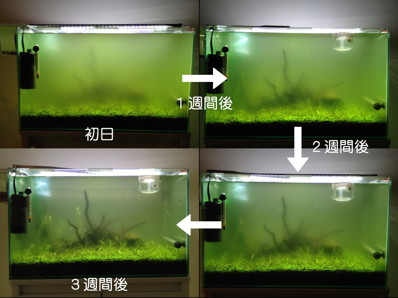 濁った水槽に マシジミ を迎え入れる６ 延長戦 水槽にやったことを忘れないように書いておくブログ