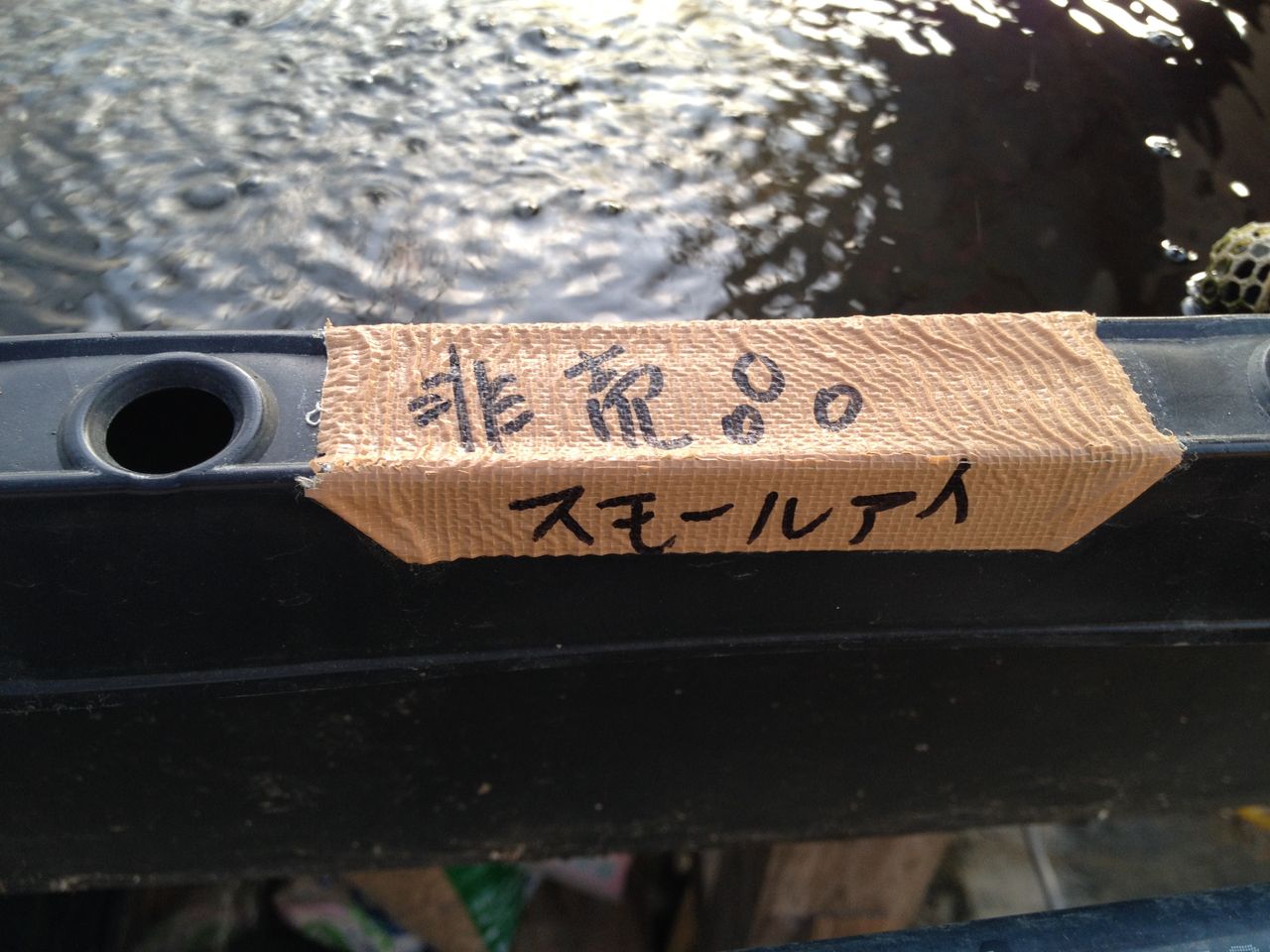 めだか小屋で見るメダカの品種（めだか小屋訪問2） : 水槽に