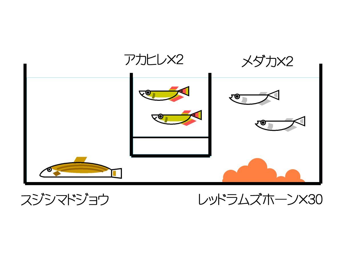 レッドラムズホーンとスジシマドジョウ アカヒレ メダカの４種混泳サテライト飼育 水槽にやったことを忘れないように書いておくブログ