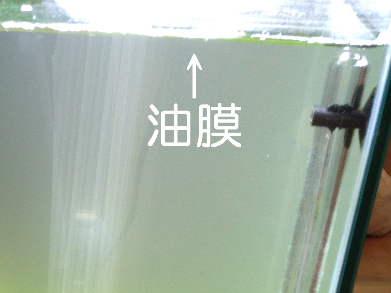 コトブキ すごいんですニゴリ取り はすごいんです 白濁する飼育水と向き合う3 水槽にやったことを忘れないように書いておくブログ コトブキ すごいんですニゴリ取り はすごいんです 白濁する飼育水と向き合う3 水槽にやったことを忘れないように書いておくブログ