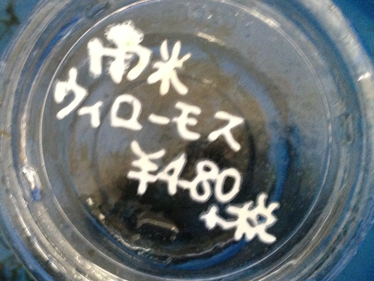 南米ウイローモスを地獄から救出する 水槽にやったことを忘れないように書いておくブログ 南米ウイローモスを地獄から救出する 水槽にやったことを忘れないように書いておくブログ
