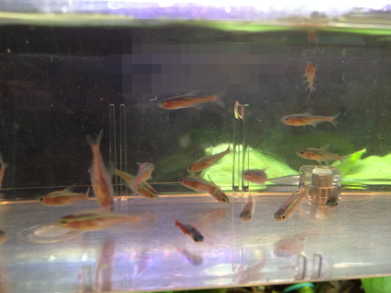 新品 本物 当店在庫だから安心 熱帯魚 コリドラス ステルバイ アルビノ １匹 北海道航空便要保温 Shipsctc Org