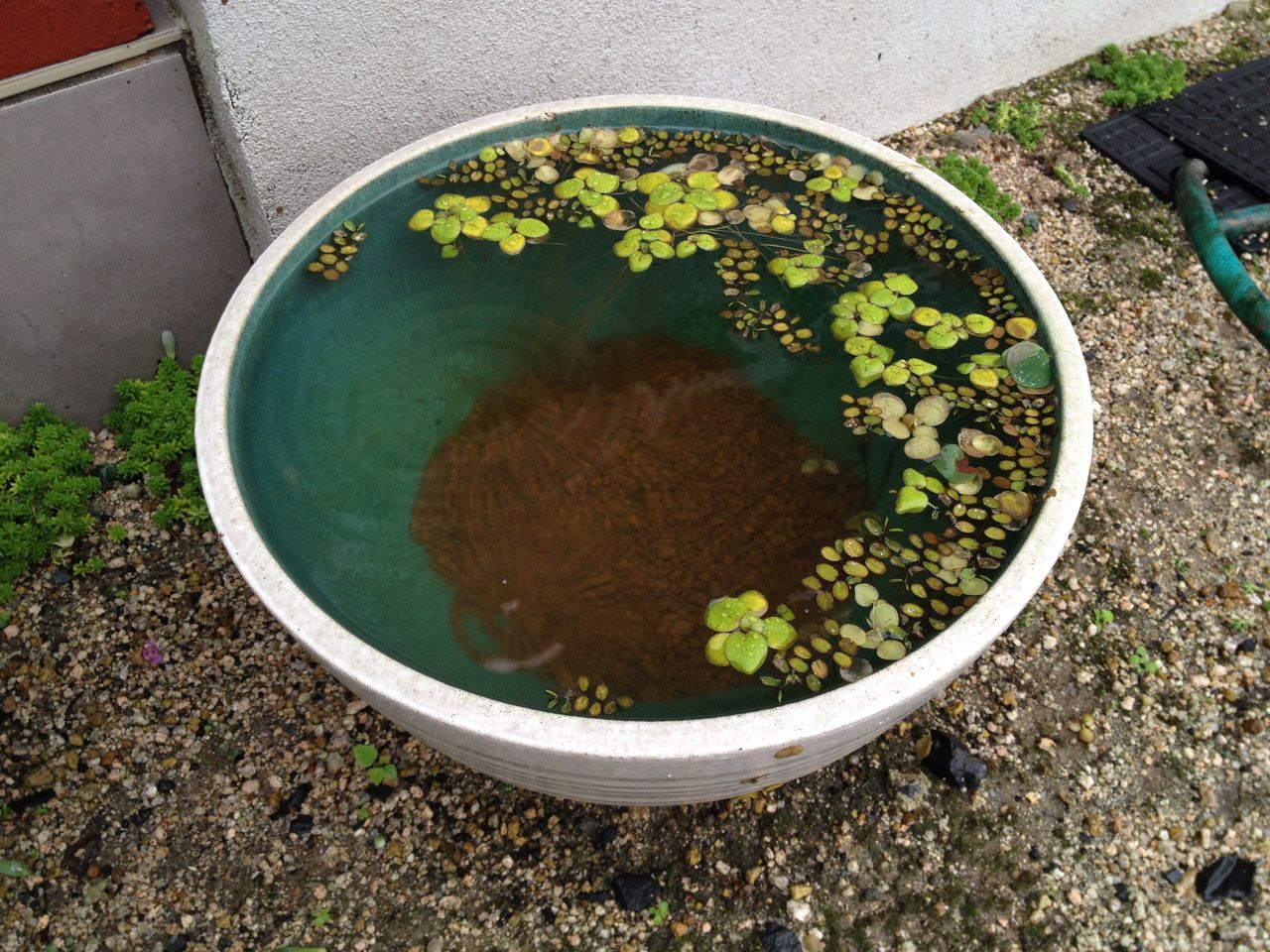 メダカが全滅した後の睡蓮鉢の観察 水槽にやったことを忘れないように書いておくブログ