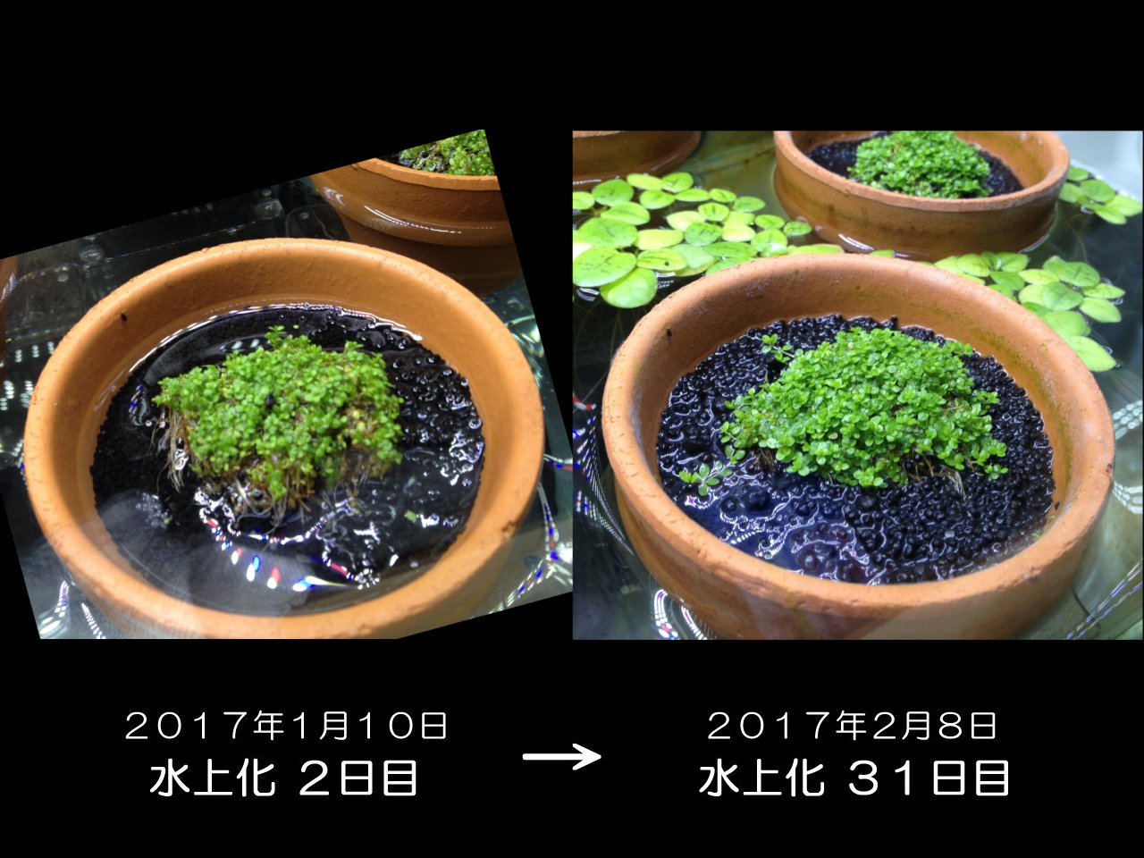 水草水上栽培水槽の観察と新たな問題 水槽にやったことを忘れないように書いておくブログ