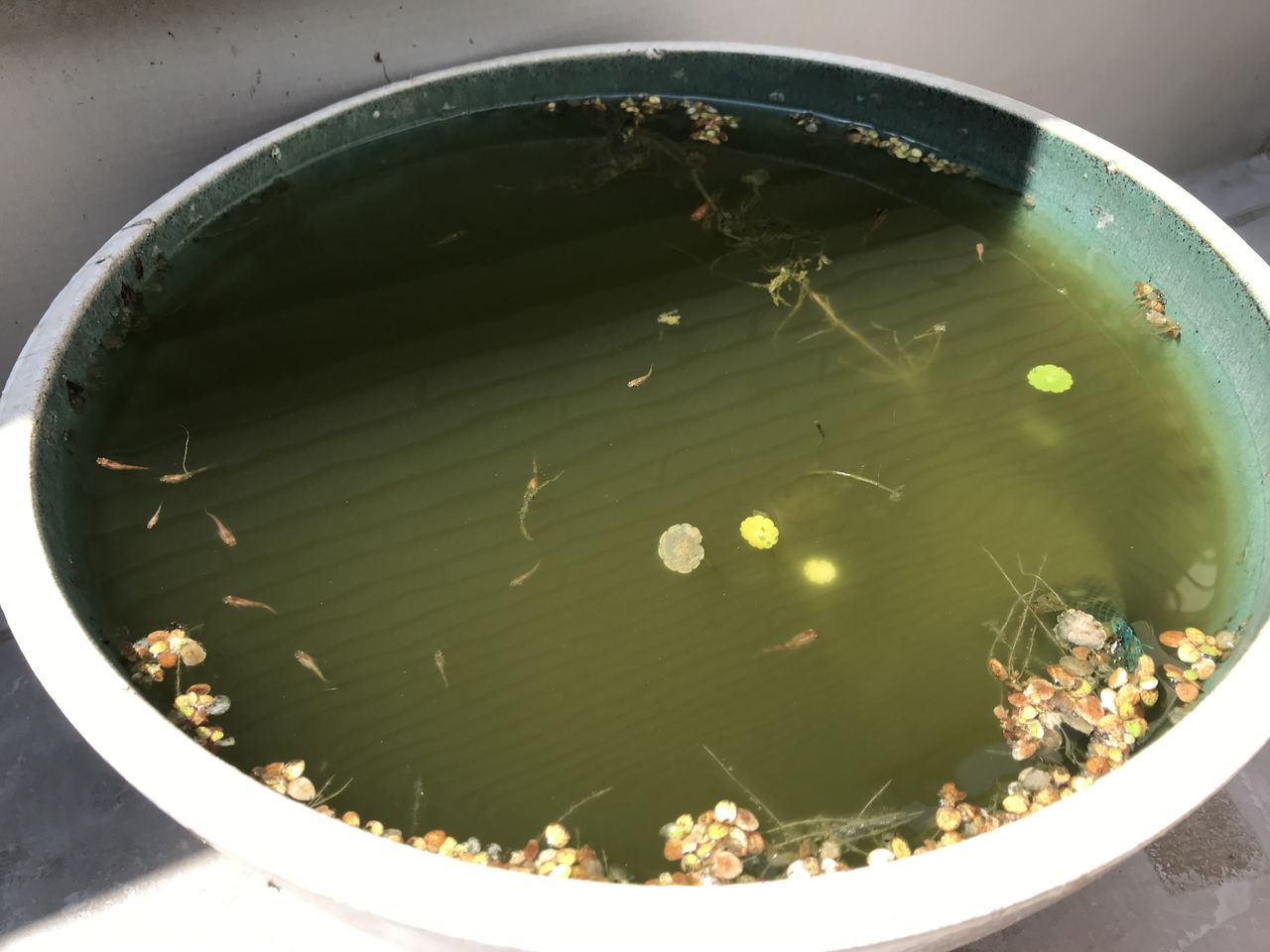 メダカ喜ぶ水草 ナガバオモダカ を鉢に入れる 水槽にやったことを忘れないように書いておくブログ