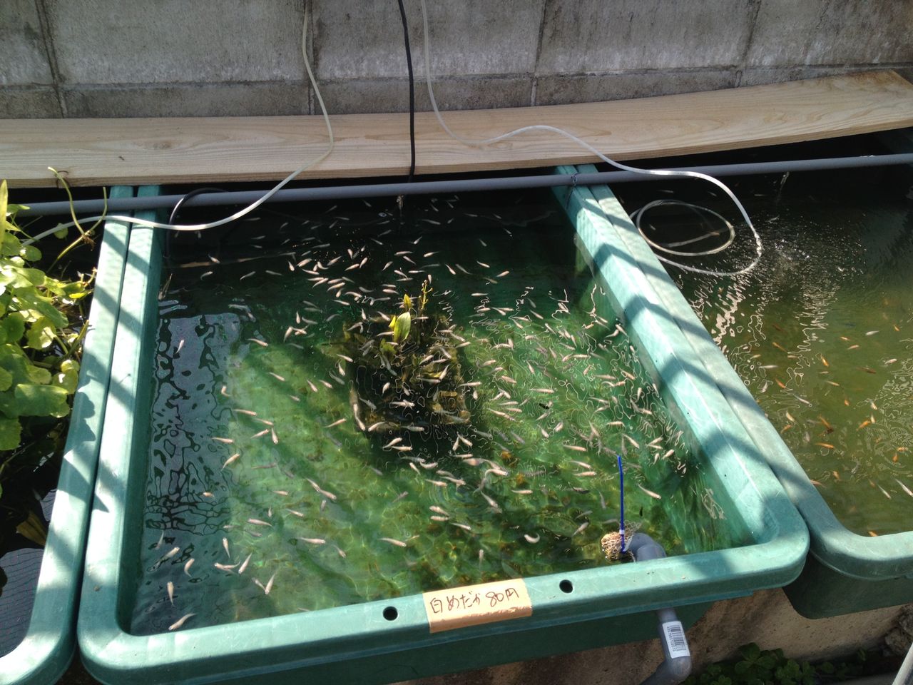 めだか小屋で見るメダカの品種 めだか小屋訪問2 水槽にやったことを忘れないように書いておくブログ めだか小屋で見るメダカの品種 めだか小屋訪問2 水槽にやったことを忘れないように書いておくブログ