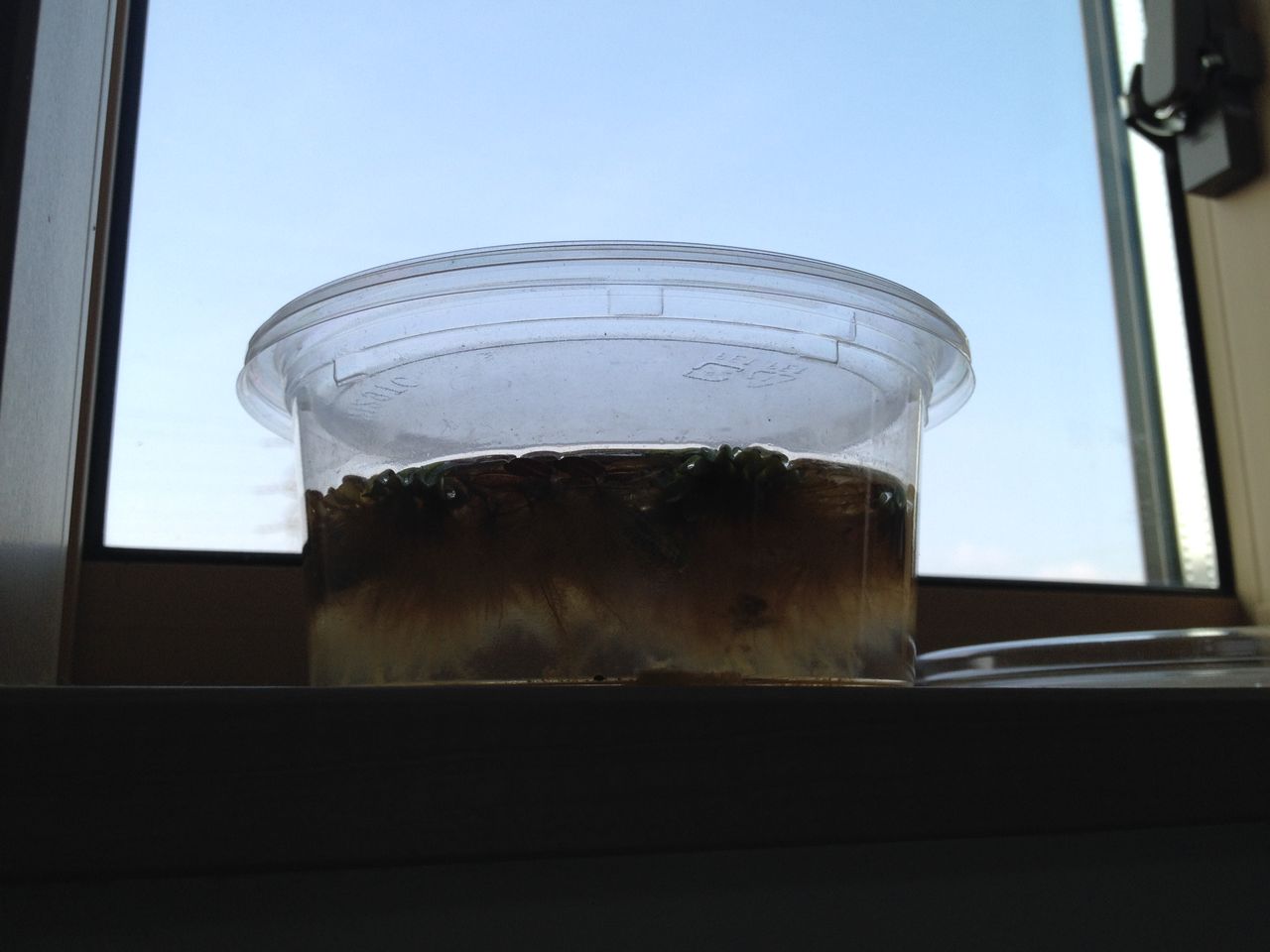 窓辺のサルビニアククラータ 水槽にやったことを忘れないように書いておくブログ