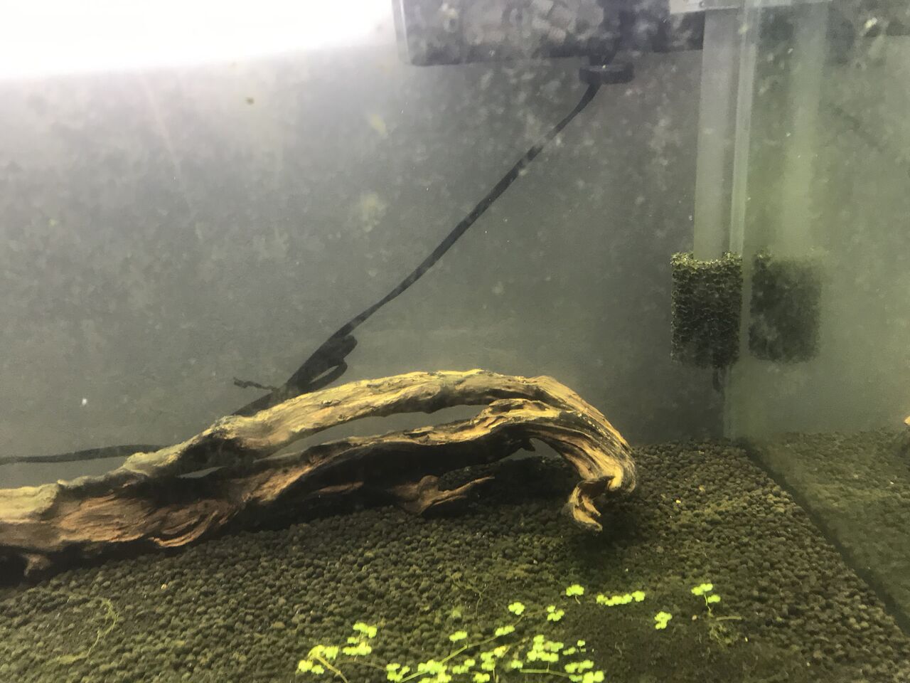 オークロ水槽のミスト式立ち上げ６ 立ち上がり躓く 水槽にやったことを忘れないように書いておくブログ