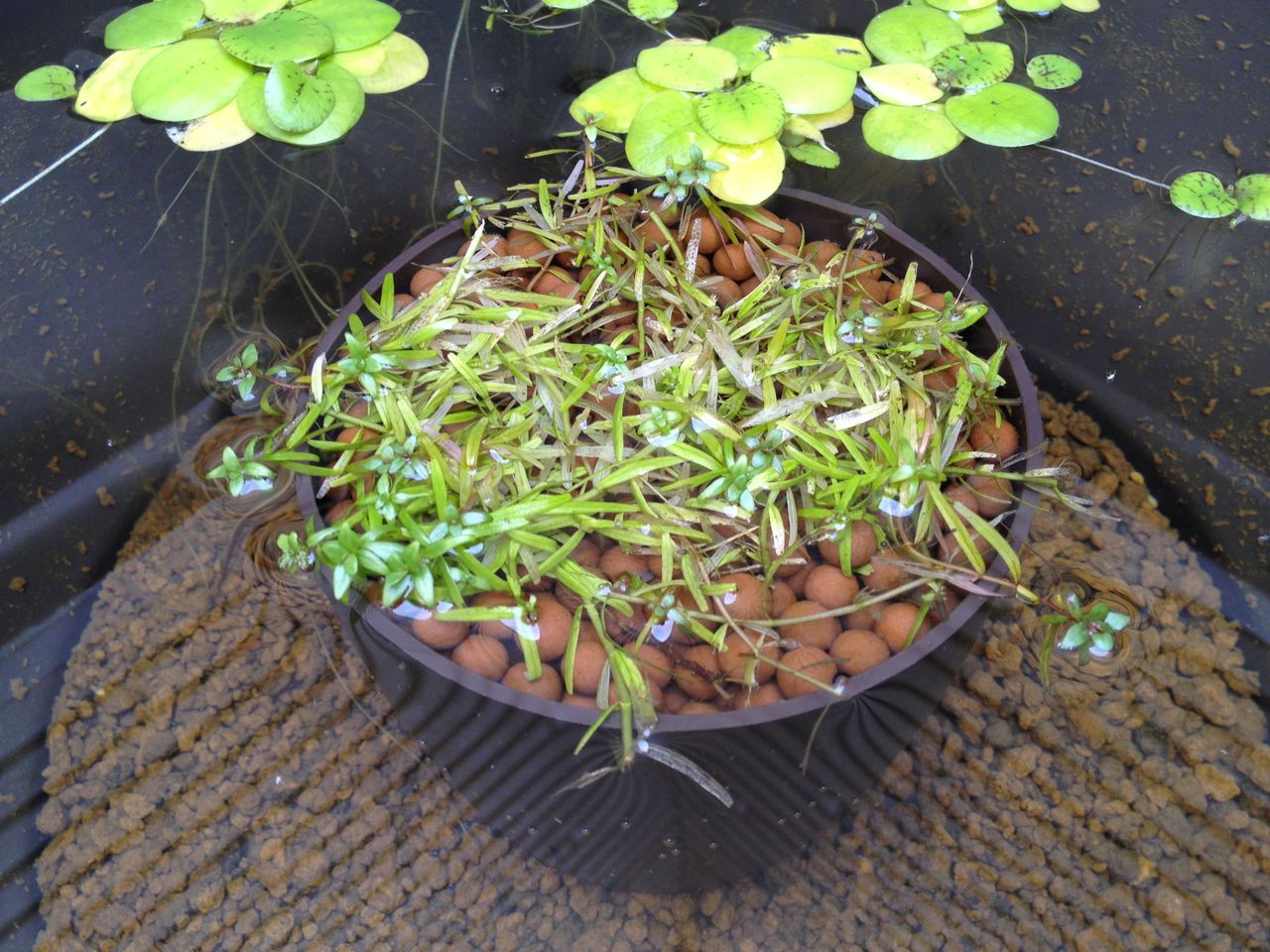 メダカばちにメダカを迎え入れる 前編 水槽にやったことを忘れないように書いておくブログ