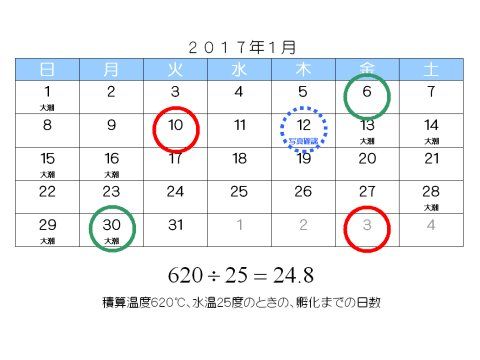 ミナミヌマエビの稚エビ誕生と検証２ 結果 水槽にやったことを忘れないように書いておくブログ