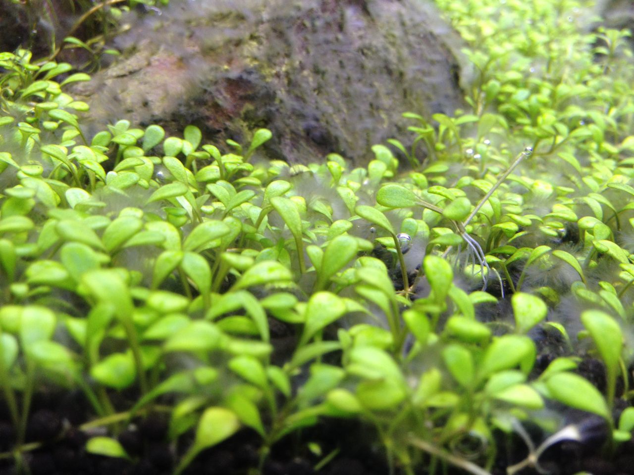 鶏が先か 卵が先か 水槽にやったことを忘れないように書いておくブログ 鶏が先か 卵が先か 水槽にやったことを忘れないように書いておくブログ