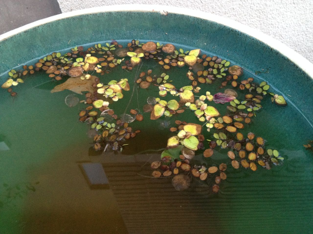 メダカが全滅した後の睡蓮鉢の観察 : 水槽にやったことを忘れないよう 