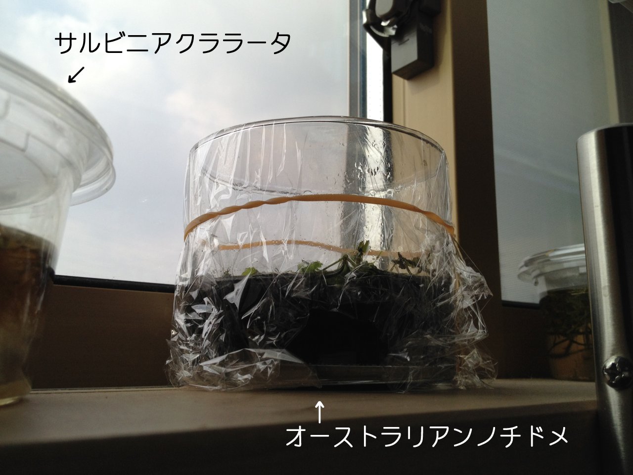 窓辺のサルビニアククラータ 水槽にやったことを忘れないように書いておくブログ