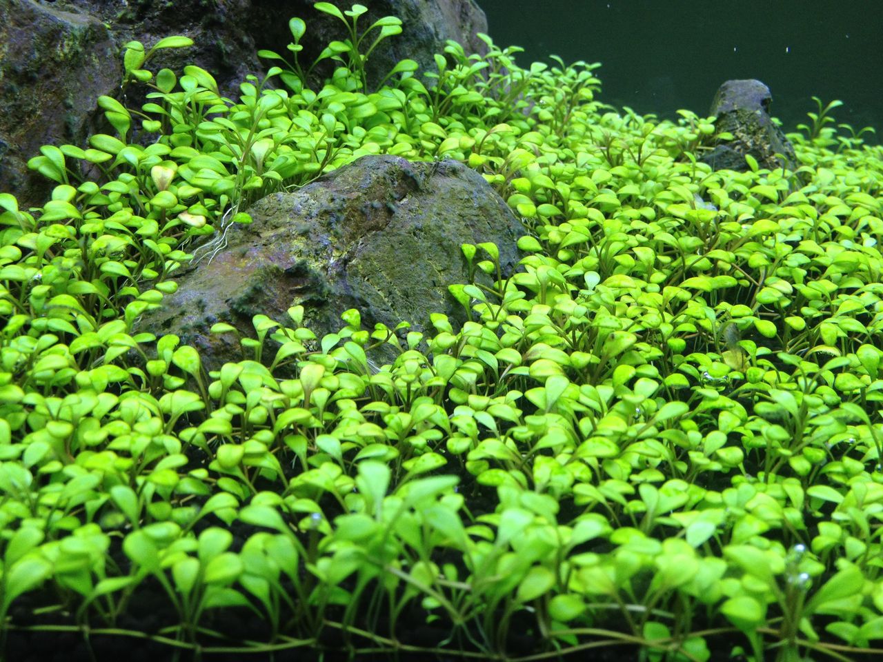 ミニグロッソスティグマ 国産無農薬 普通のグロッソスティグマの半分の大きさ オープニング