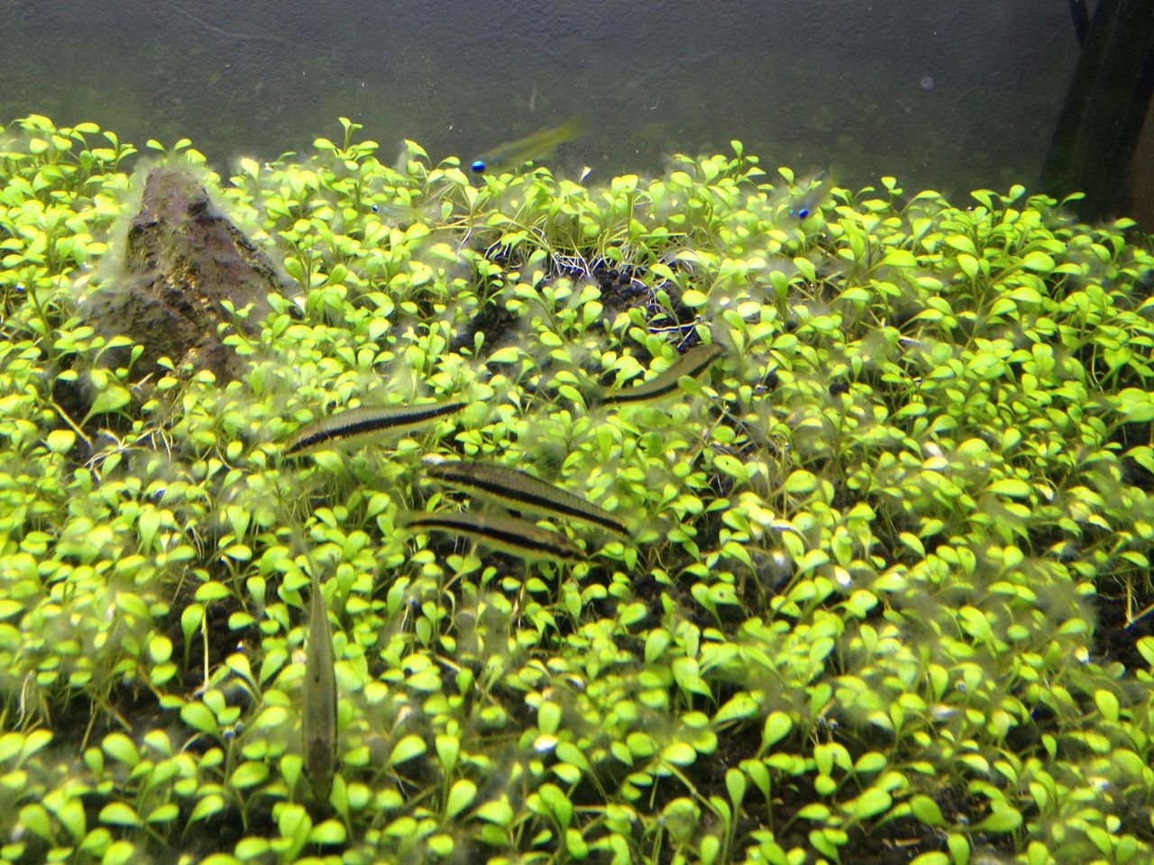 鶏が先か 卵が先か 水槽にやったことを忘れないように書いておくブログ 鶏が先か 卵が先か 水槽にやったことを忘れないように書いておくブログ