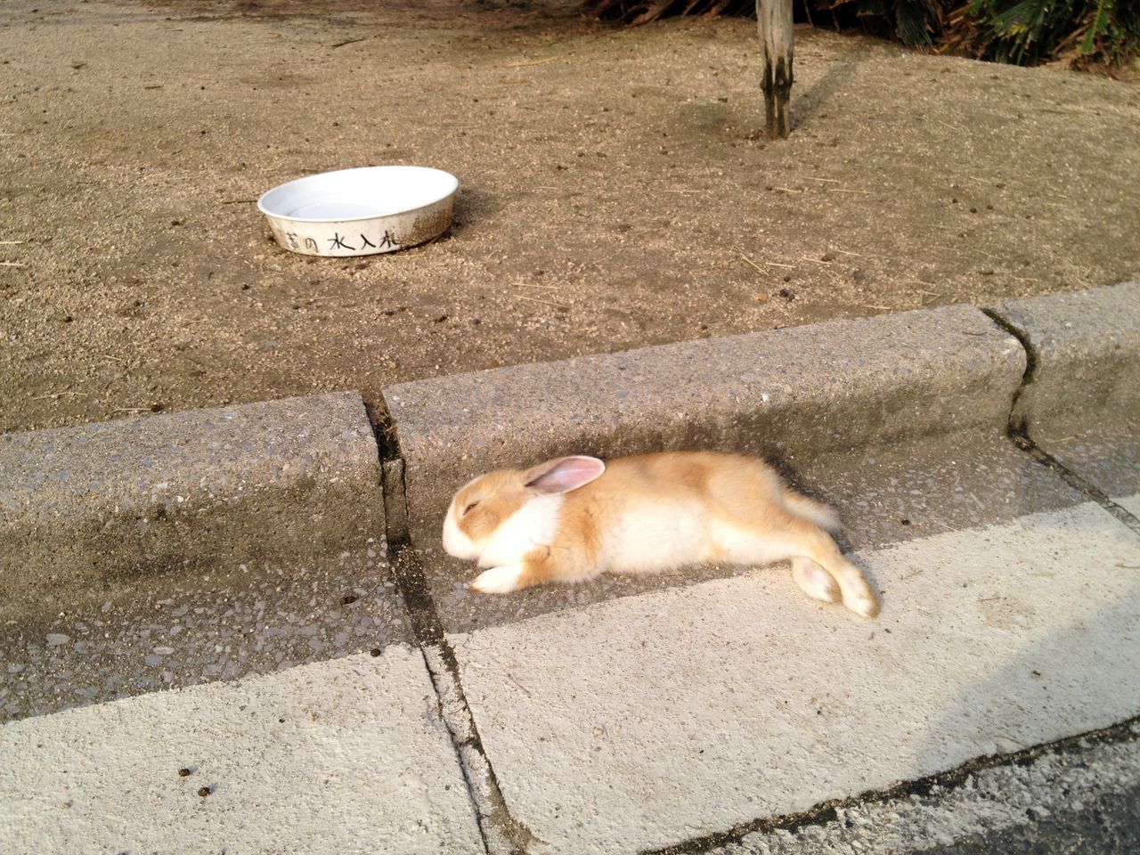 ウサギの島のアナウサギの観察 水槽にやったことを忘れないように書いておくブログ