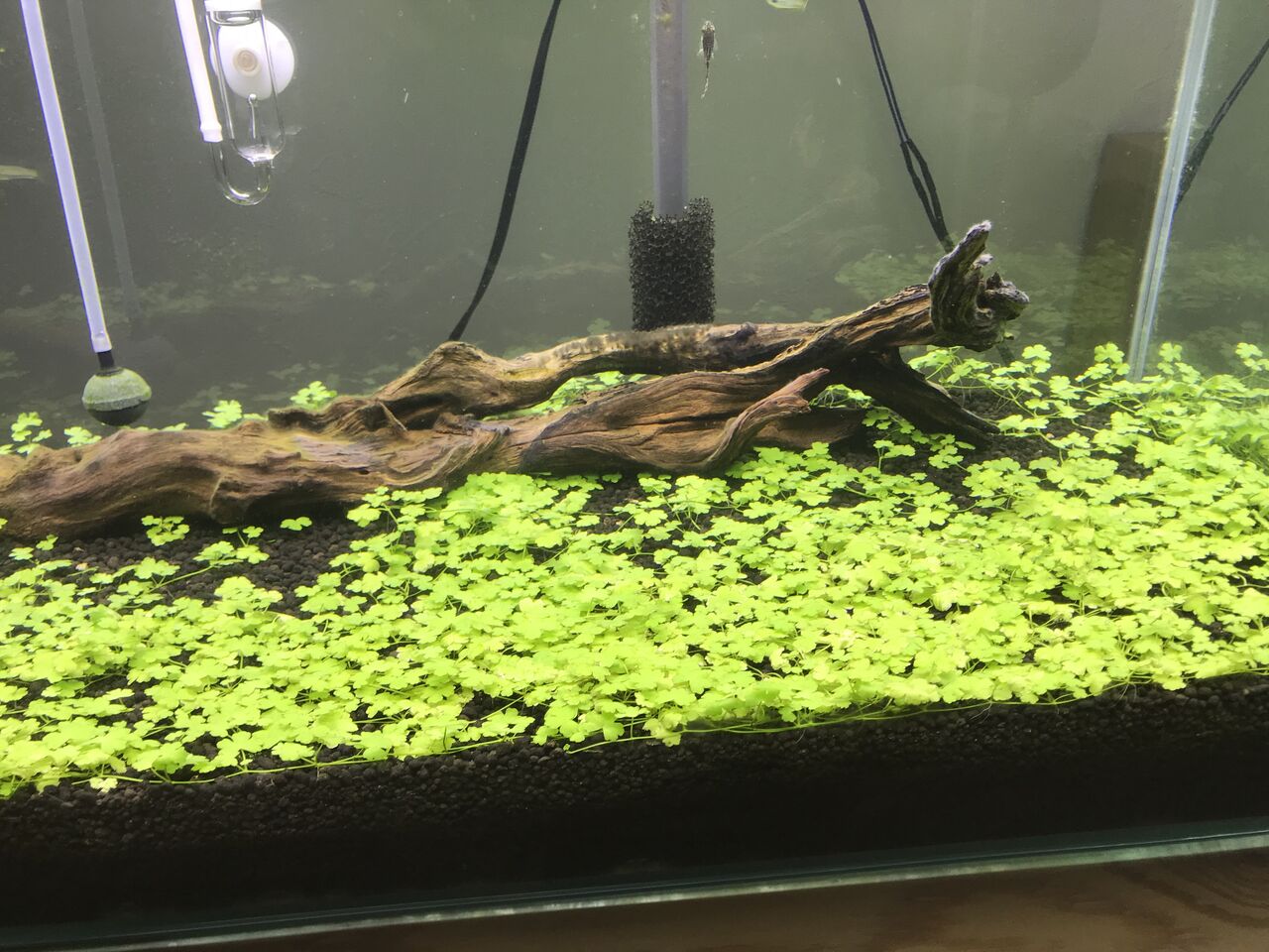 オークロ水槽の構築 水槽にやったことを忘れないように書いておくブログ オークロ水槽の構築 水槽にやったことを忘れないように書いておくブログ